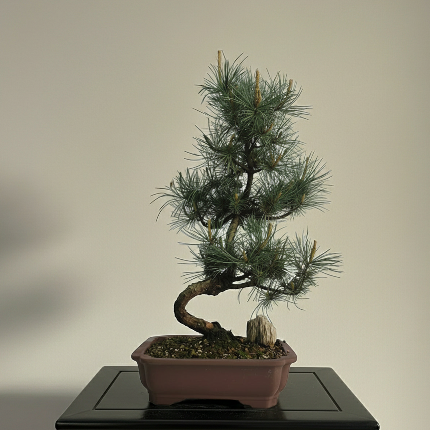 Yorkshire Bonsai Japanese White Pine Bonsai Tree Pot - 25cm