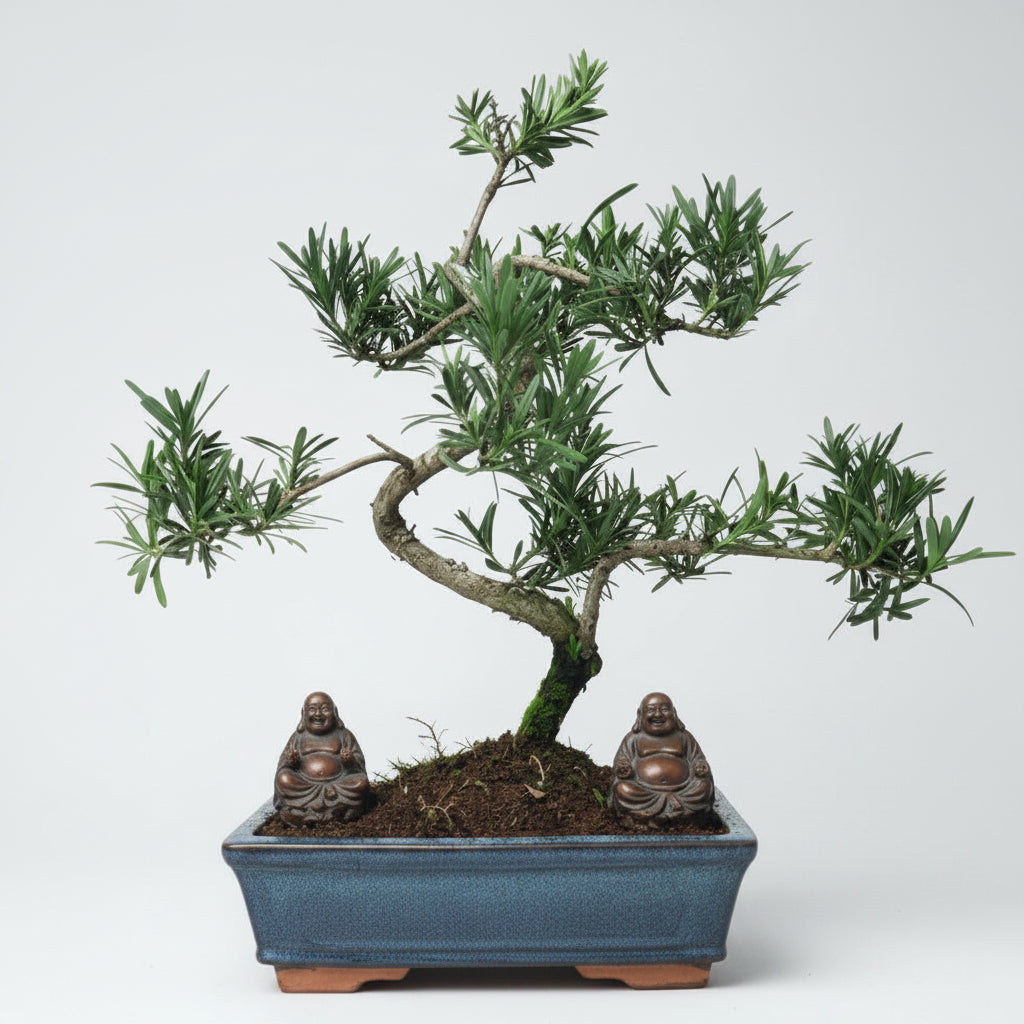 Yorkshire Bonsai Buddhist Pine Bonsai Tree Pot Podocarpus - 25cm