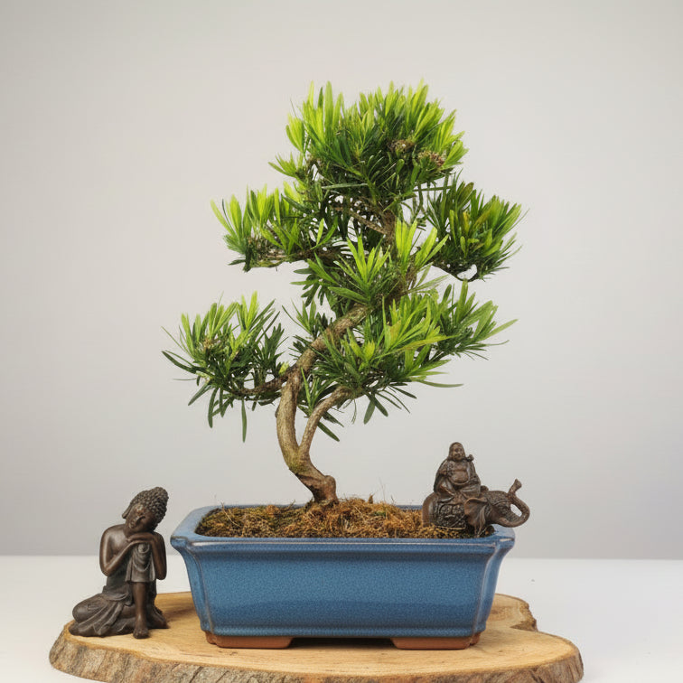 Yorkshire Bonsai Buddhist Pine Micro Bonsai Tree - 30cm