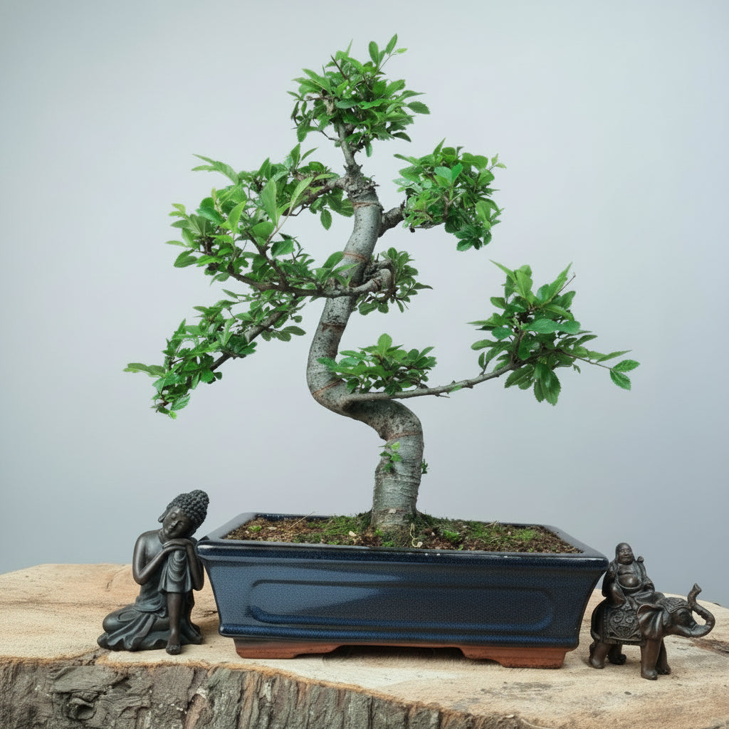 Yorkshire Bonsai Chinese Elm Bonsai Tree Pot - 25cm
