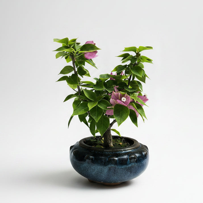 Yorkshire Bonsai Bougainvillea Bonsai Tree 15cm Pot