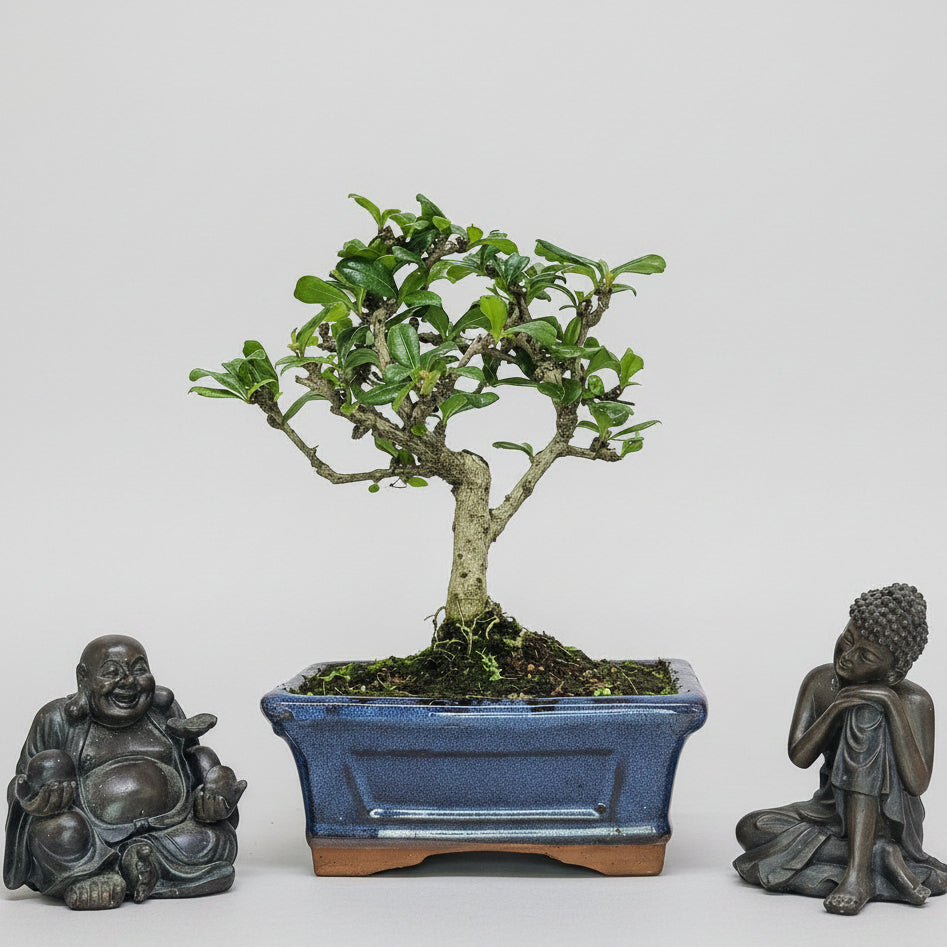 Yorkshire Bonsai Fukien Tea Bonsai Tree Pot Indoor Plant - 15cm