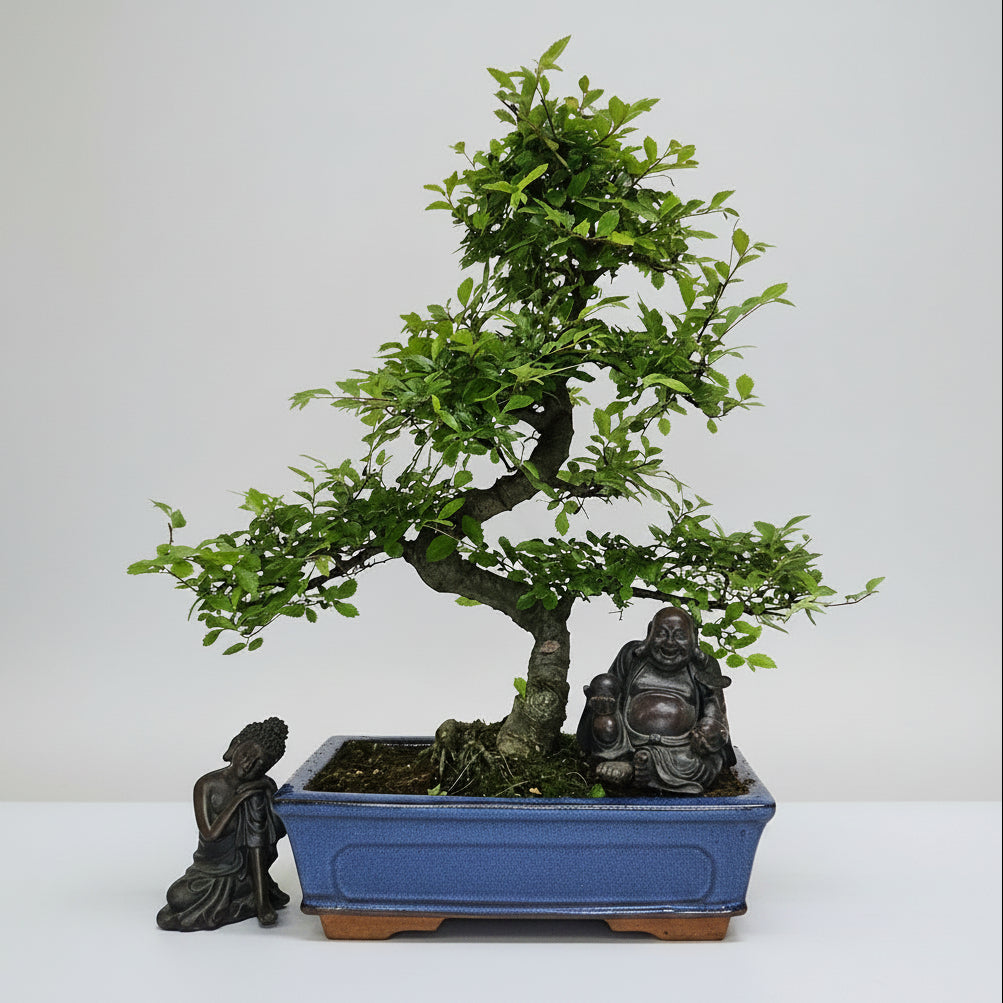 Yorkshire Bonsai Chinese Elm Bonsai Tree Pot - 25cm