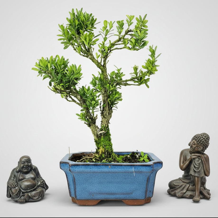 Yorkshire Bonsai Boxwood Buxus Harlandii Bonsai Tree - 15cm