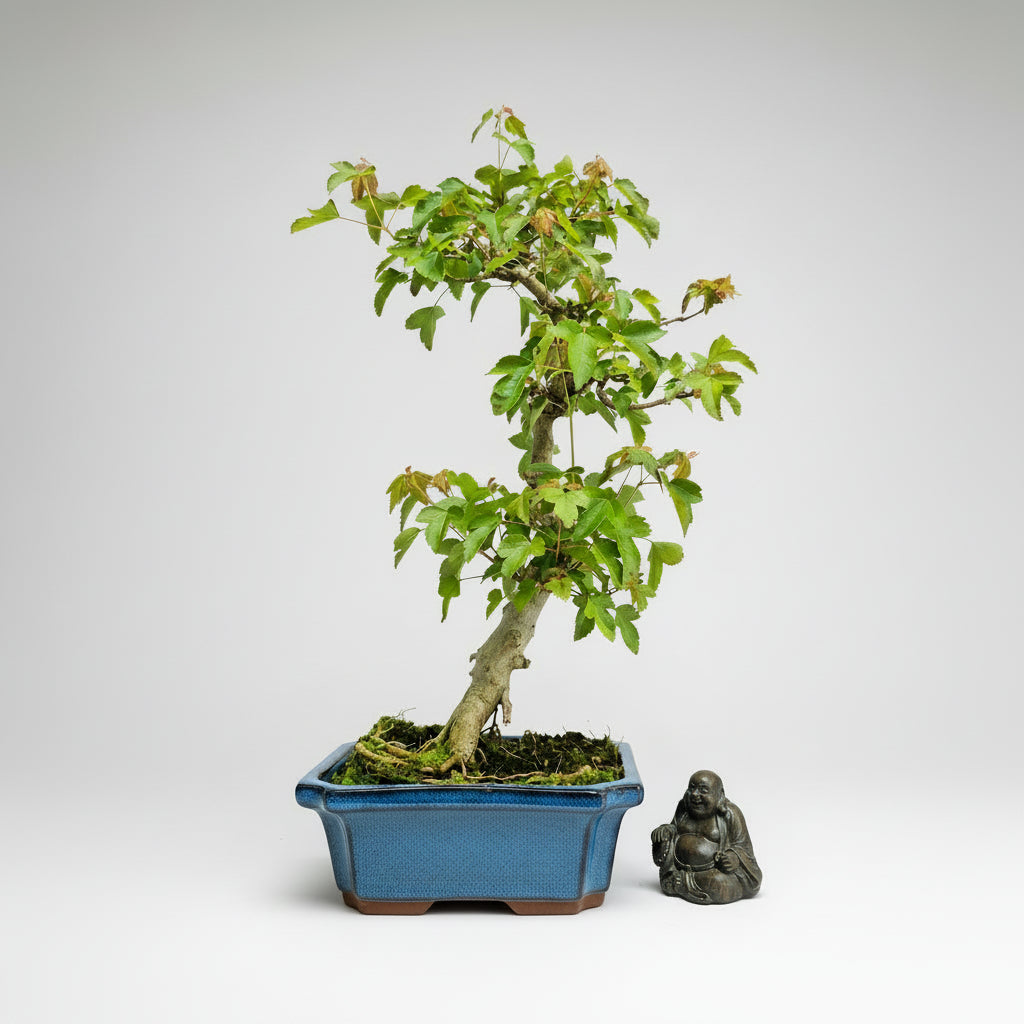Yorkshire Bonsai Trident Maple Tree Pot Informal Style - 20cm