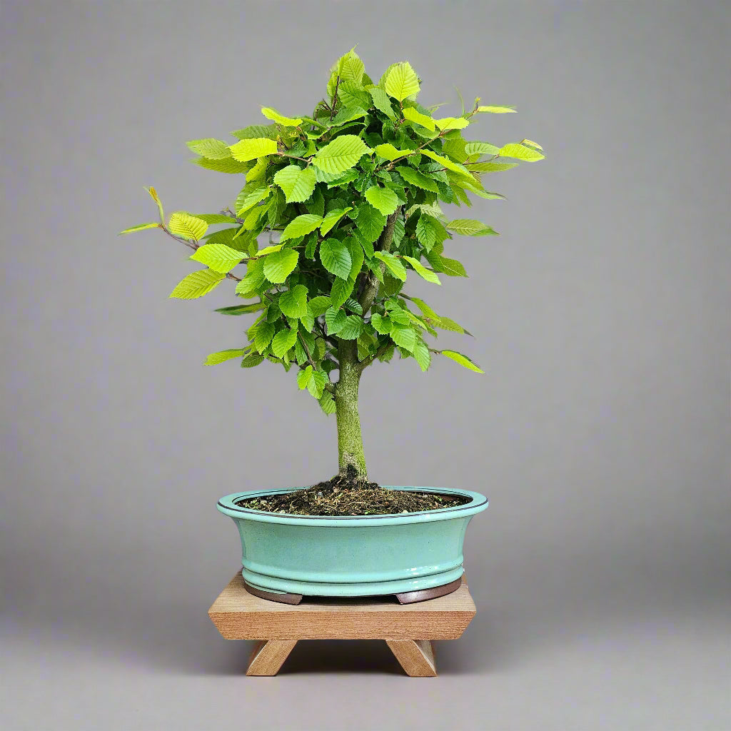 Yorkshire Bonsai Hornbeam Bonsai Tree 30cm Pot