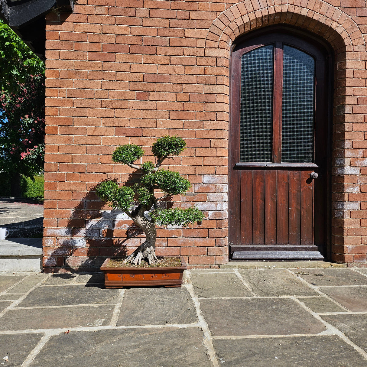 Yorkshire Bonsai Large Chinese Elm Bonsai Tree - 110cm