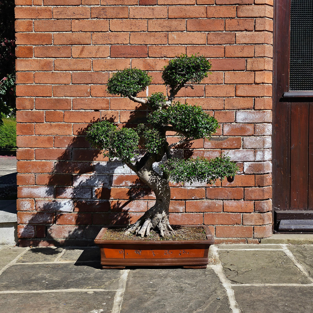 Yorkshire Bonsai Large Chinese Elm Bonsai Tree - 110cm