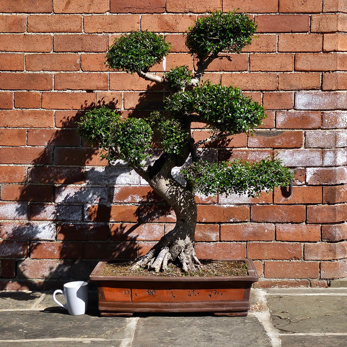 Yorkshire Bonsai Large Chinese Elm Bonsai Tree - 110cm