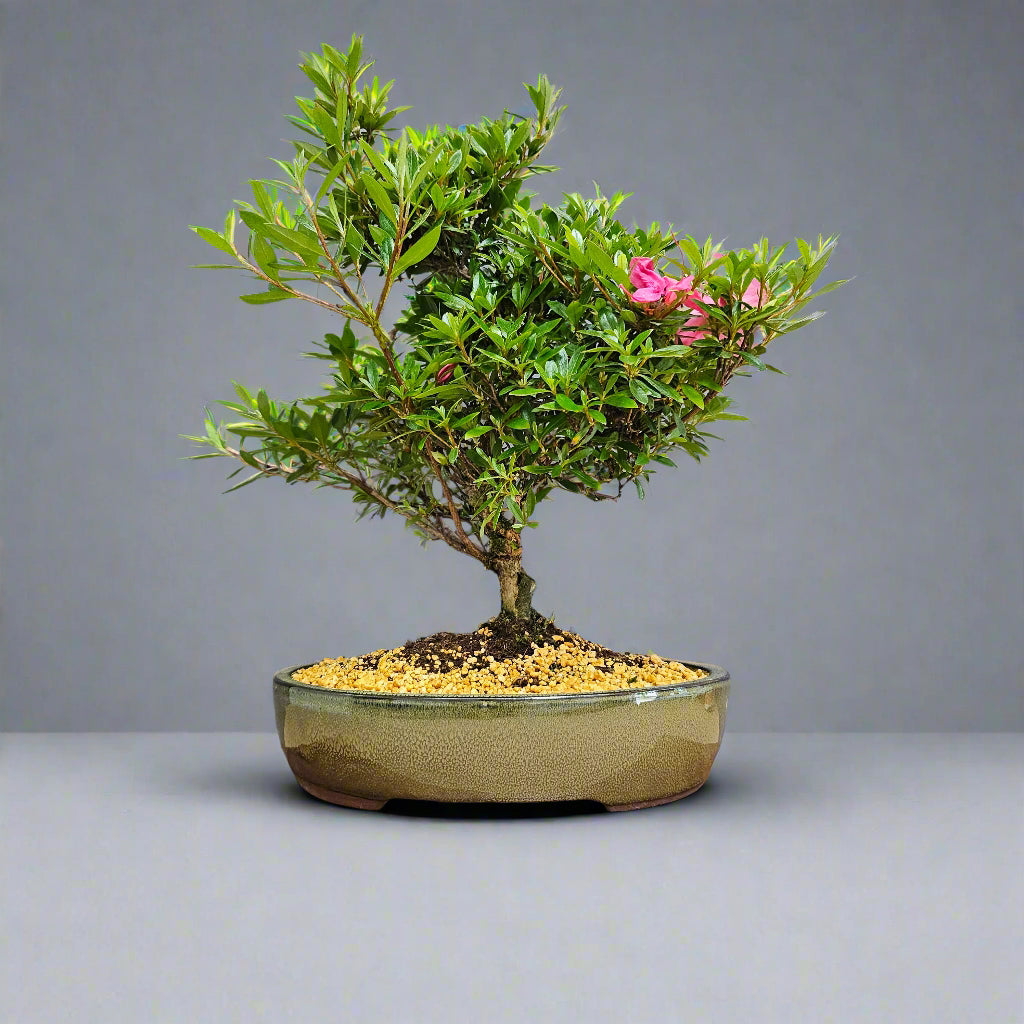 Yorkshire Bonsai Azalea Rhododendron Bonsai Tree 25cm Pot