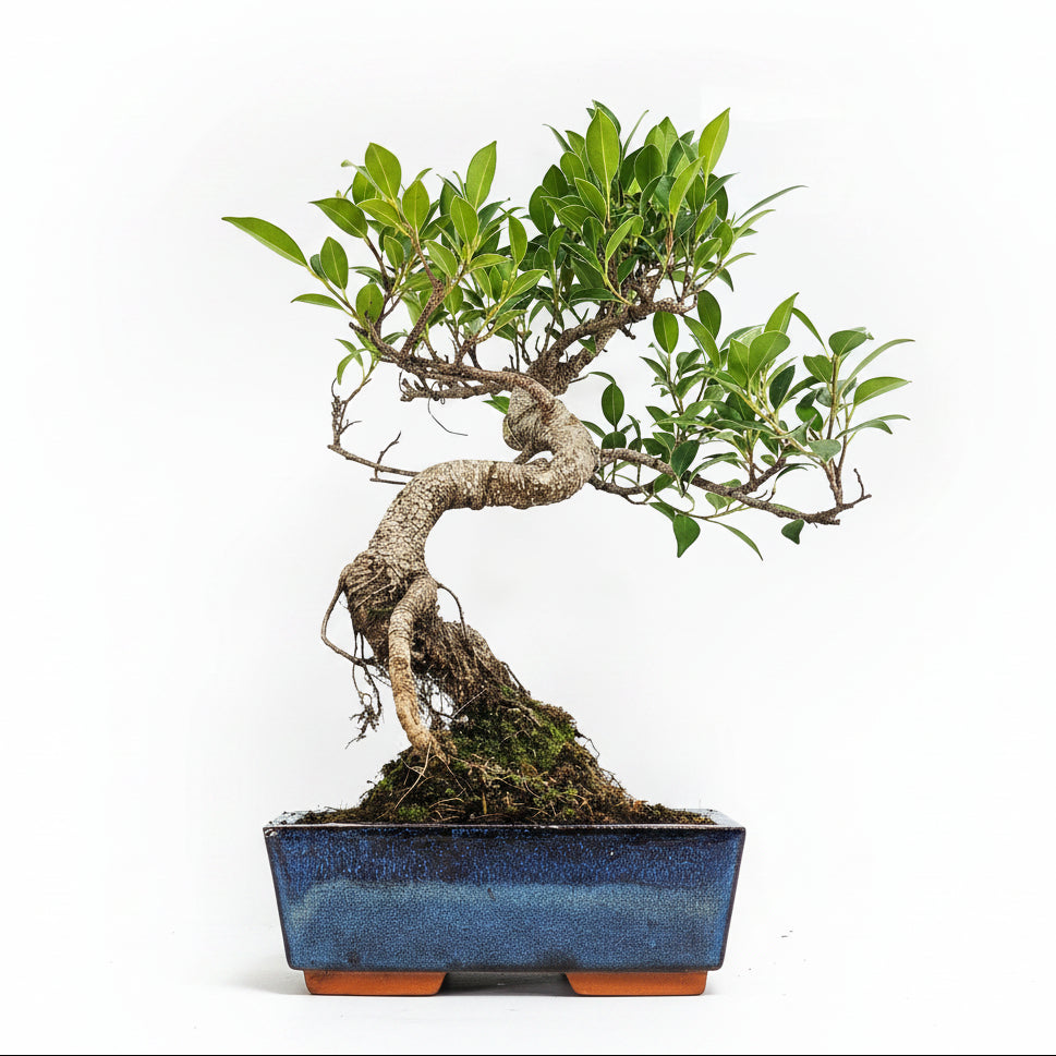 Yorkshire Bonsai Ficus Microcarpa Bonsai Tree - 20cm