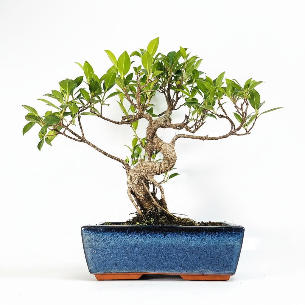 Yorkshire Bonsai Ficus Microcarpa Bonsai Tree in 25cm Pot