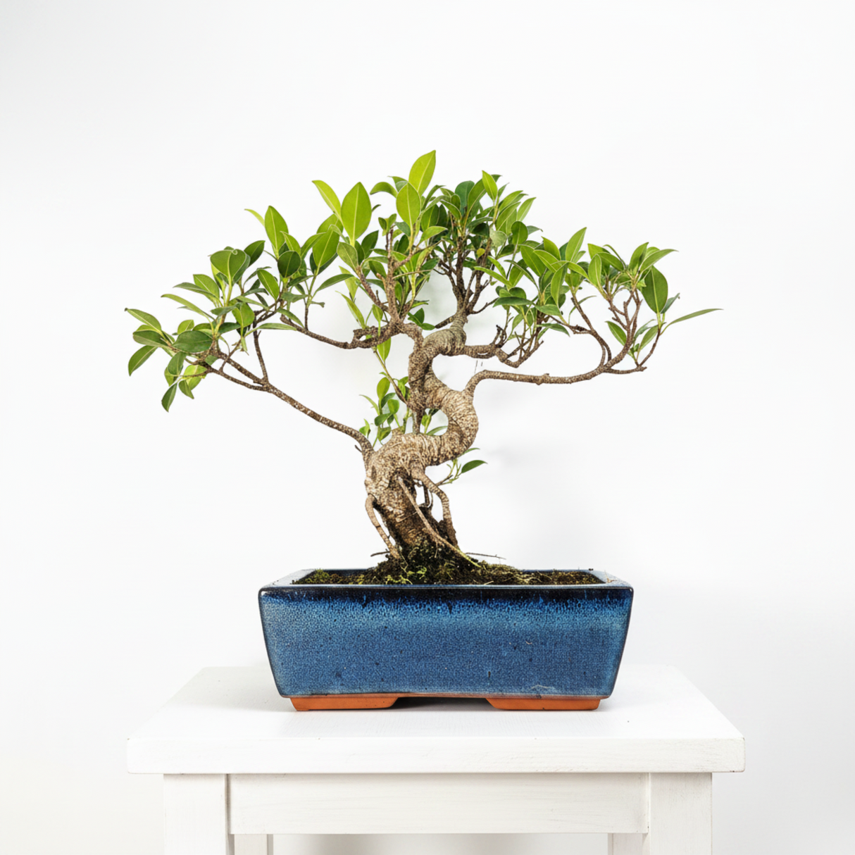 Yorkshire Bonsai Ficus Microcarpa Bonsai Tree in 25cm Pot