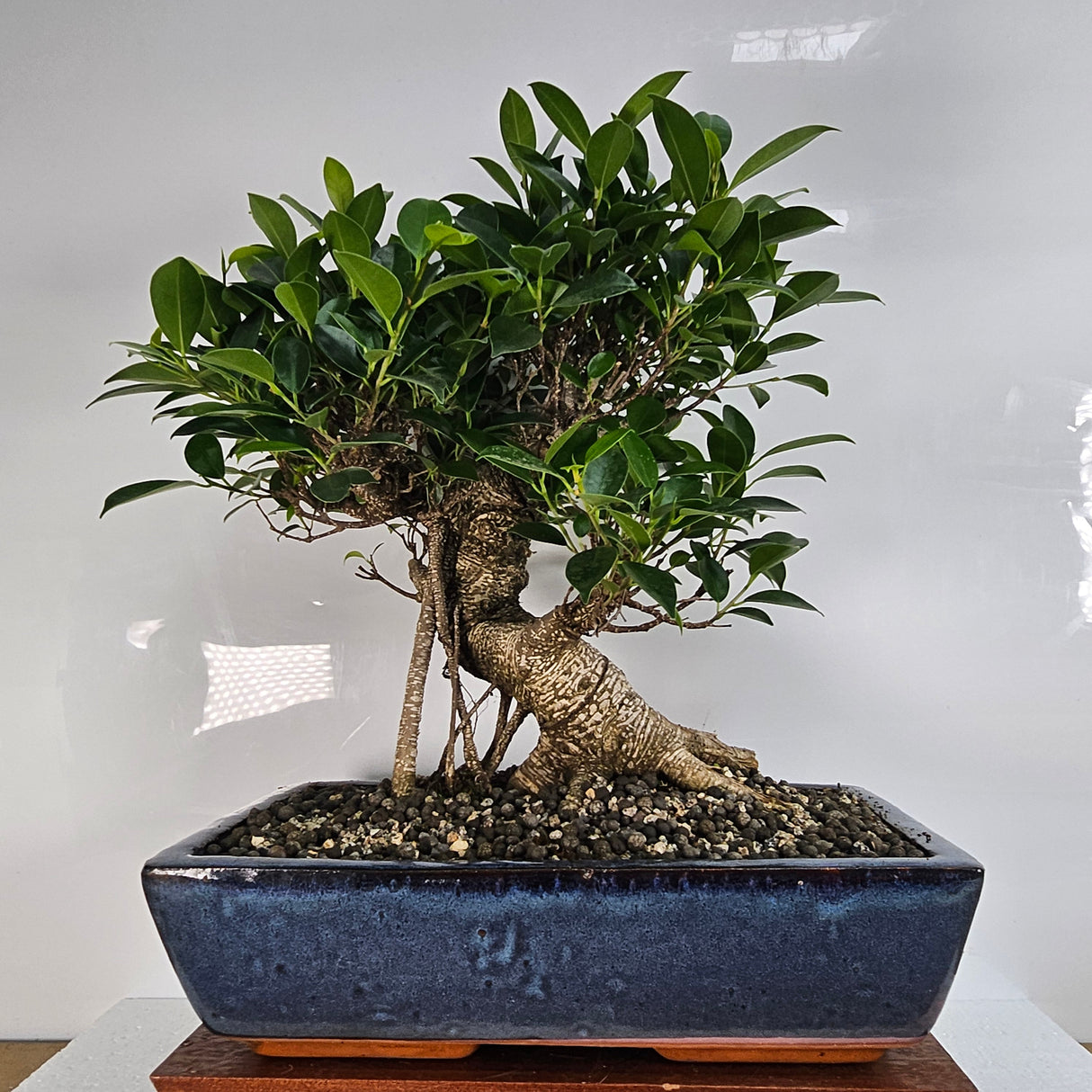 Yorkshire Bonsai Ficus Microcarpa Bonsai Tree - 35cm