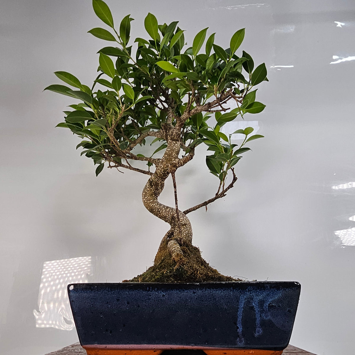 Yorkshire Bonsai Ficus Microcarpa Bonsai Tree - 30cm
