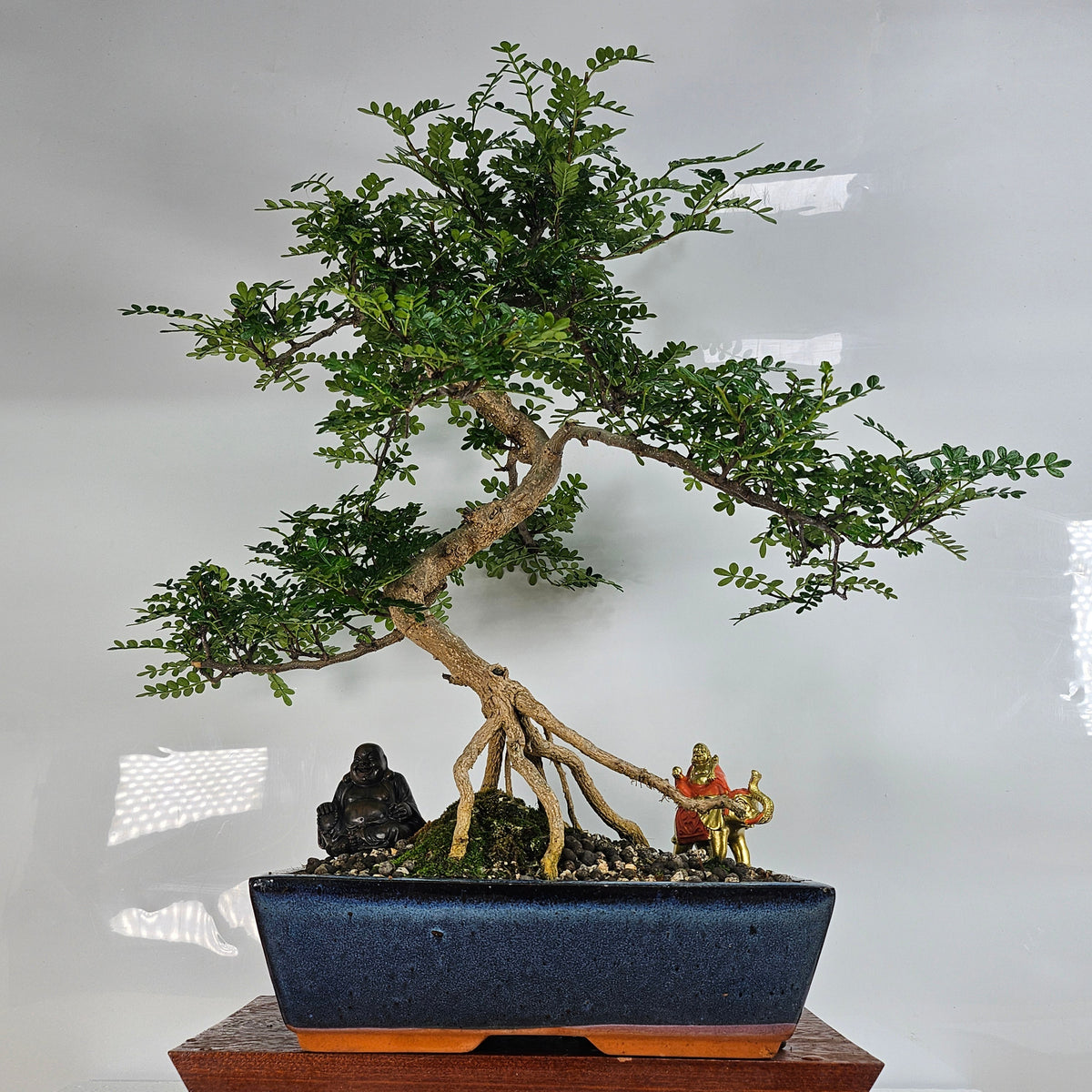 Yorkshire Bonsai Chinese Pepper Bonsai Tree Zanthoxylum in 30cm Pot