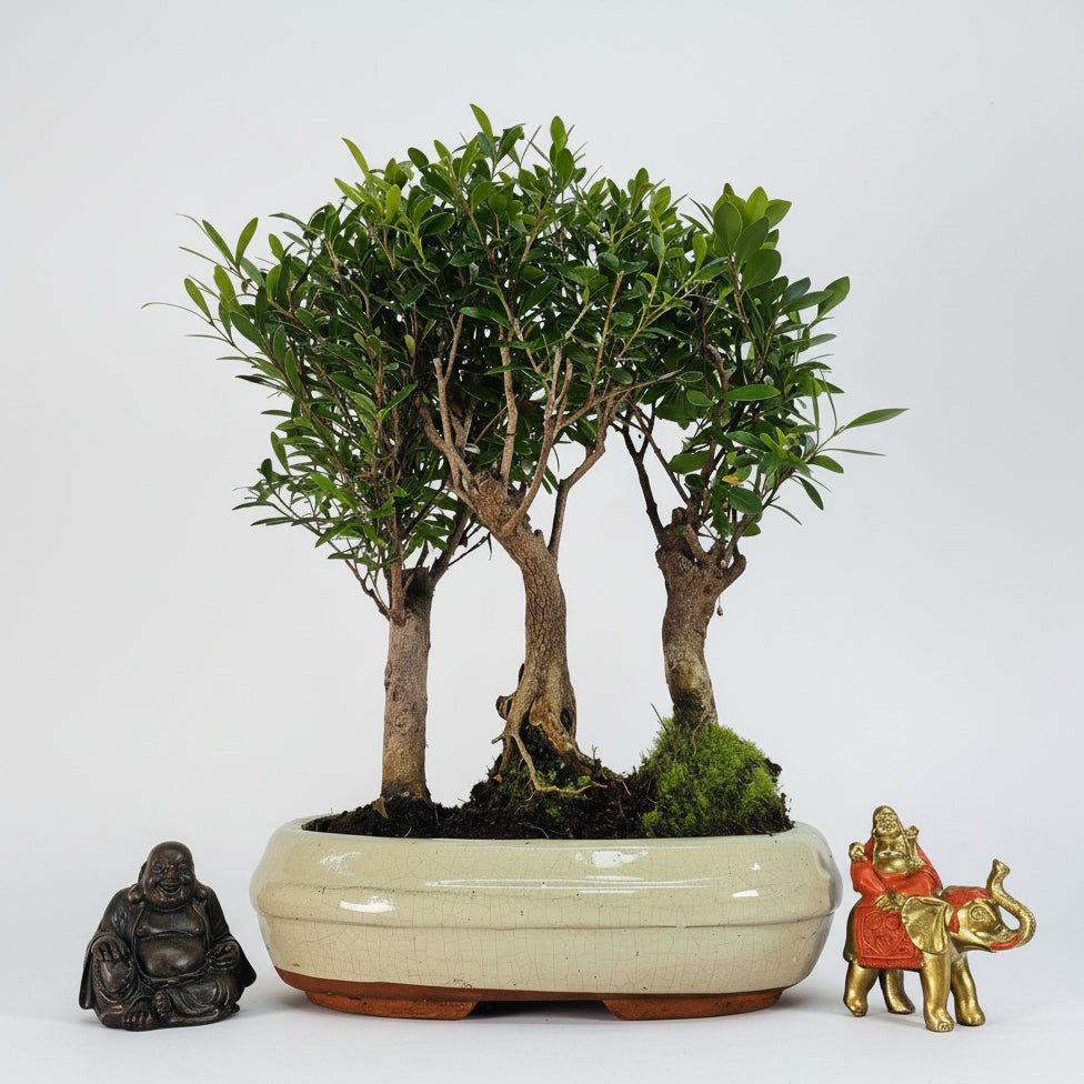 Yorkshire Bonsai Brush Cherry Forest 3 Tree Bonsai - 25cm