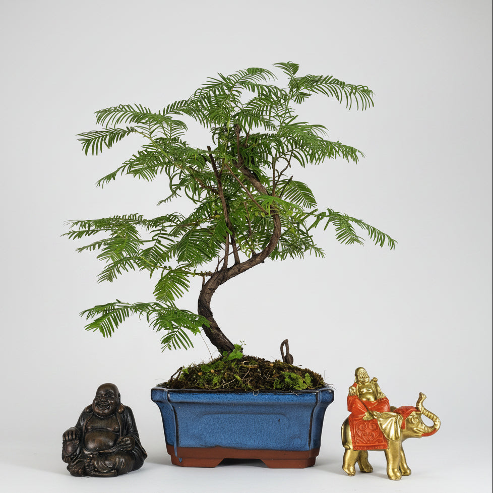 Yorkshire Bonsai Dawn Redwood Bonsai Tree - 15cm