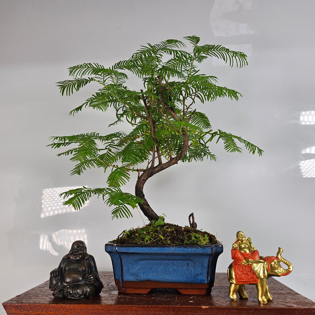 Yorkshire Bonsai Dawn Redwood Bonsai Tree - 15cm