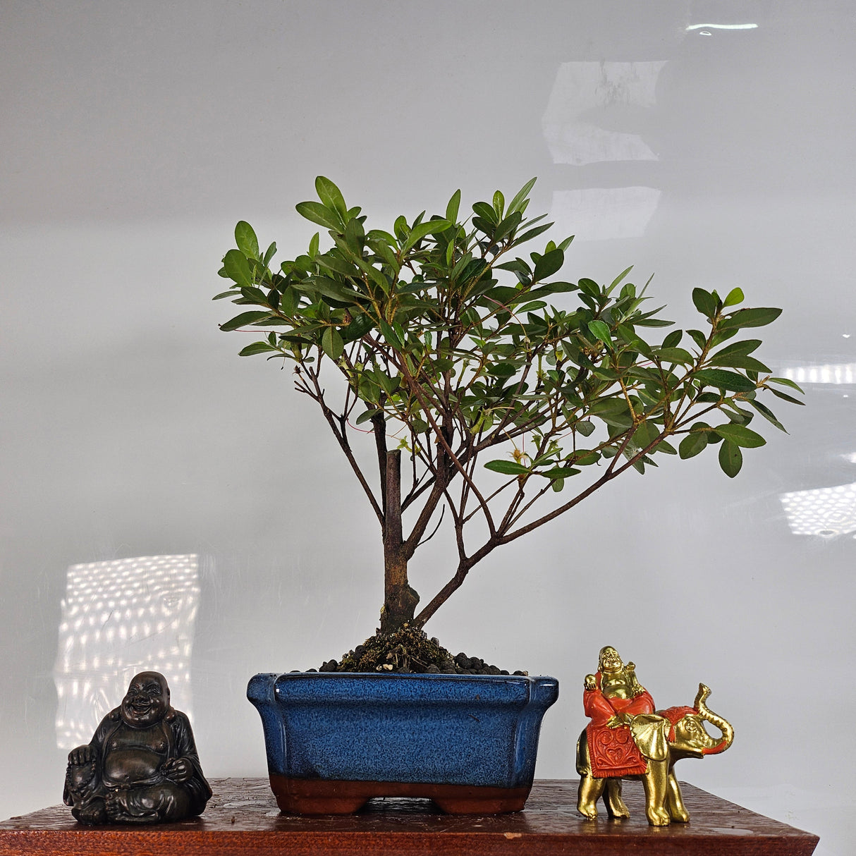 Yorkshire Bonsai Azalea Rhododendron Bonsai Tree - 15cm