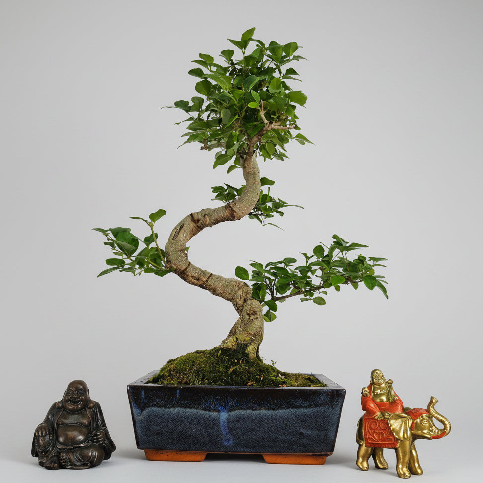 Yorkshire Bonsai Chinese Privet Bonsai Tree Pot - 20cm