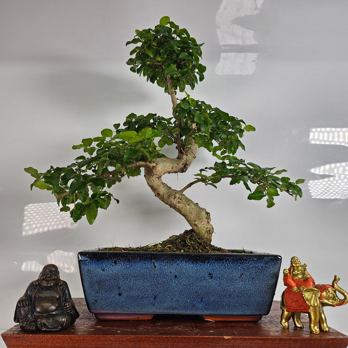 Yorkshire Bonsai Chinese Privet Bonsai Tree in 25cm Pot