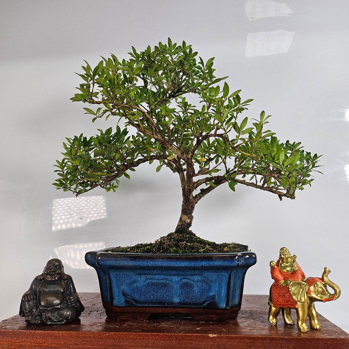 Yorkshire Bonsai Japanese Holly Bonsai Tree - Ilex crenata in 20cm Pot