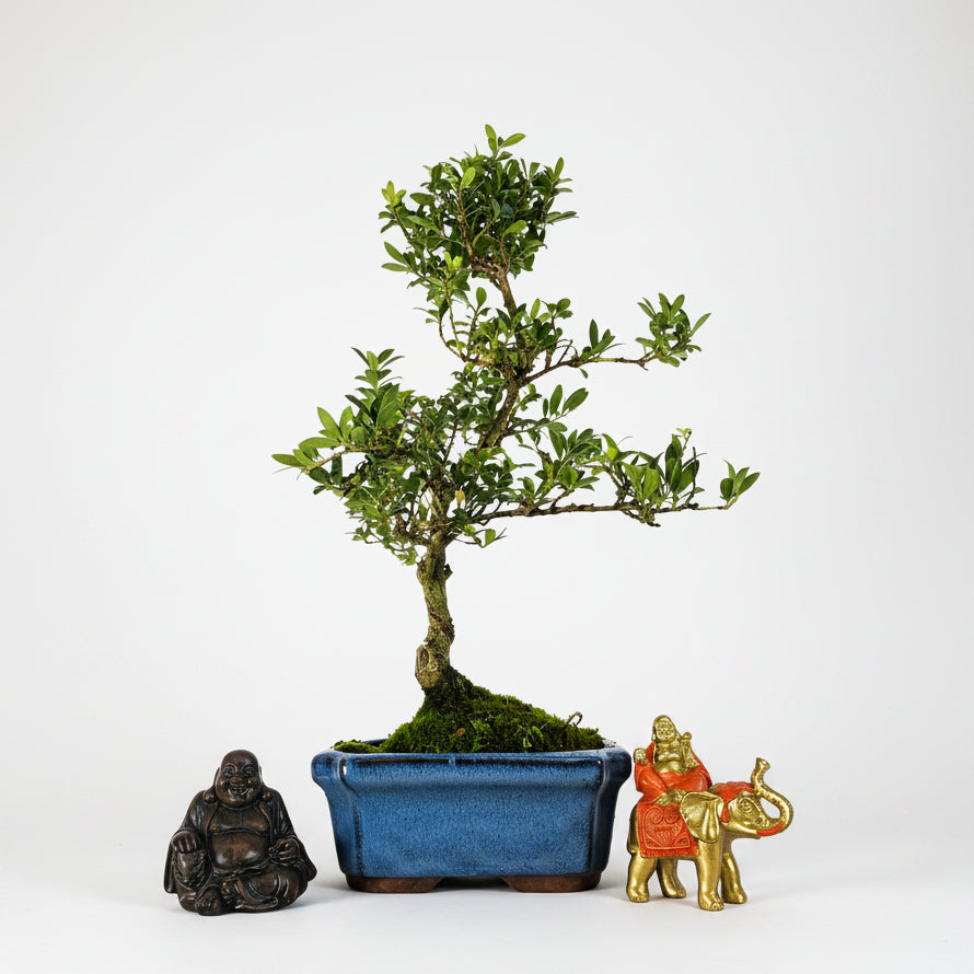 Yorkshire Bonsai Japanese Holly Bonsai Tree Pot - 15cm