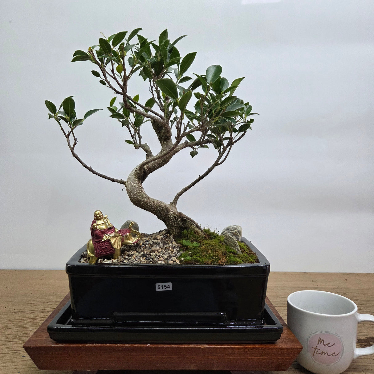 Yorkshire Bonsai Ficus Microcarpa Premium Bonsai - 26cm