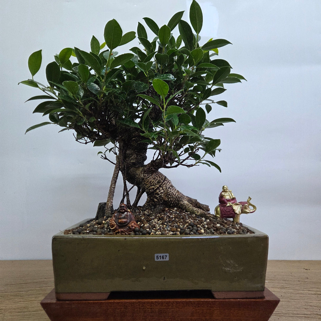 Yorkshire Bonsai Ficus Microcarpa Indoor Bonsai Tree Pot - 32cm