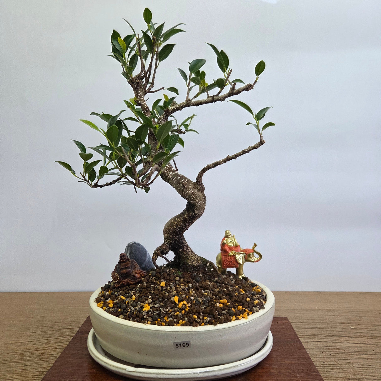 Yorkshire Bonsai Ficus Microcarpa Banyan Fig Bonsai Bundle – 26cm