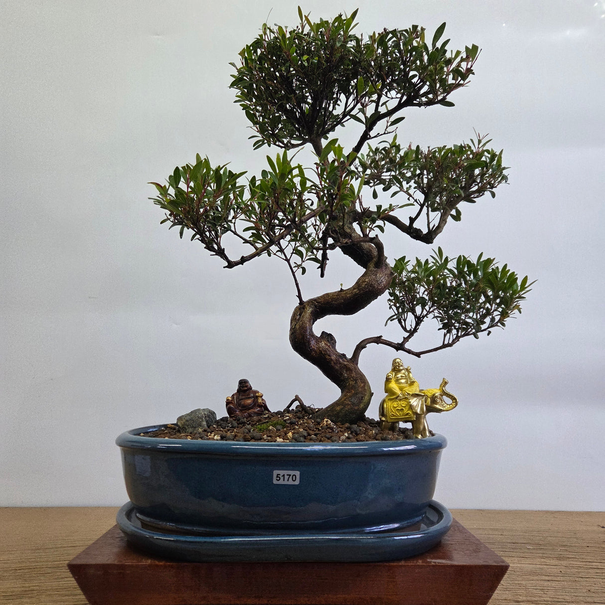Yorkshire Bonsai Brush Cherry Premium Bonsai Bundle - 32cm