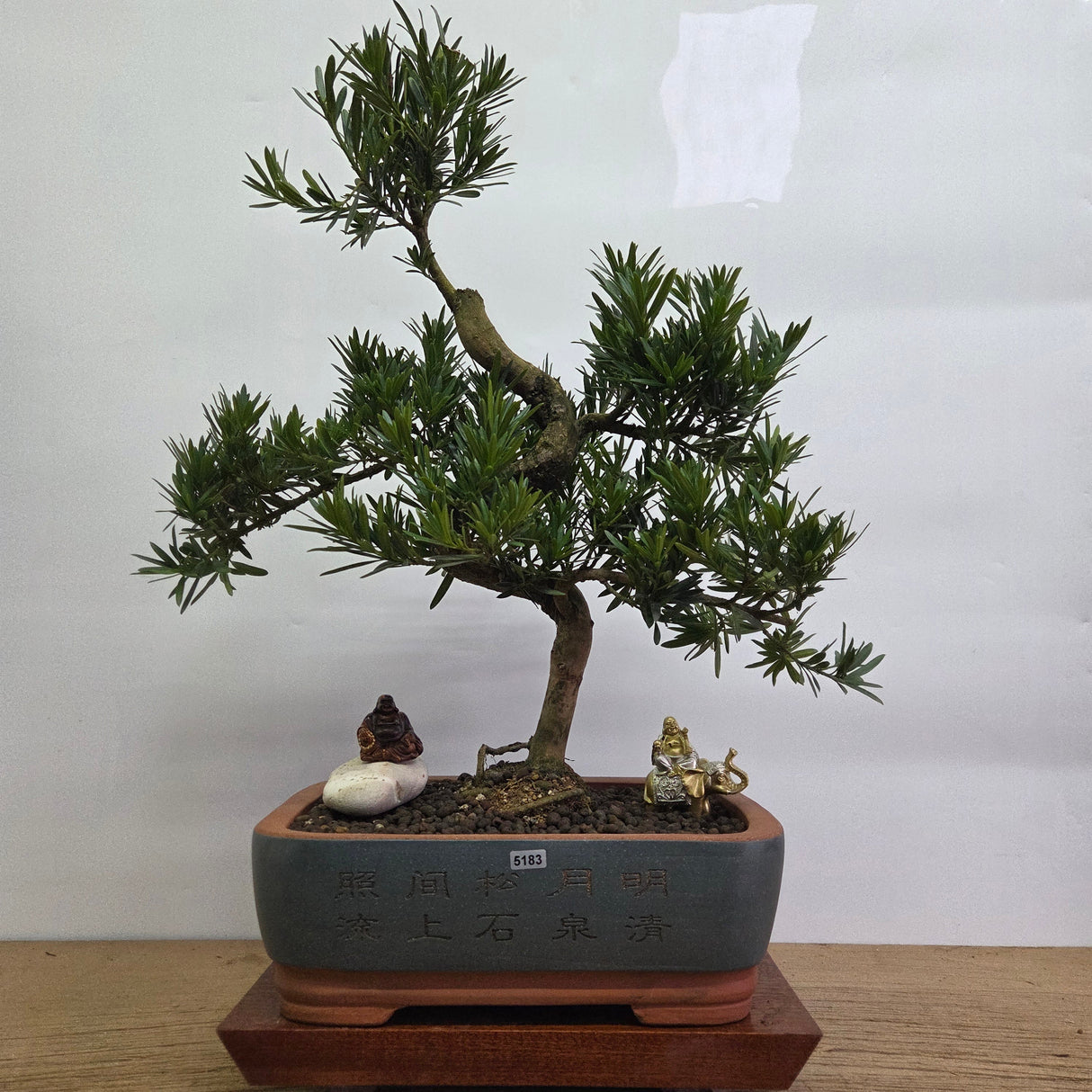 Yorkshire Bonsai Buddhist Pine Podocarpus Bonsai Tree 33cm Pot