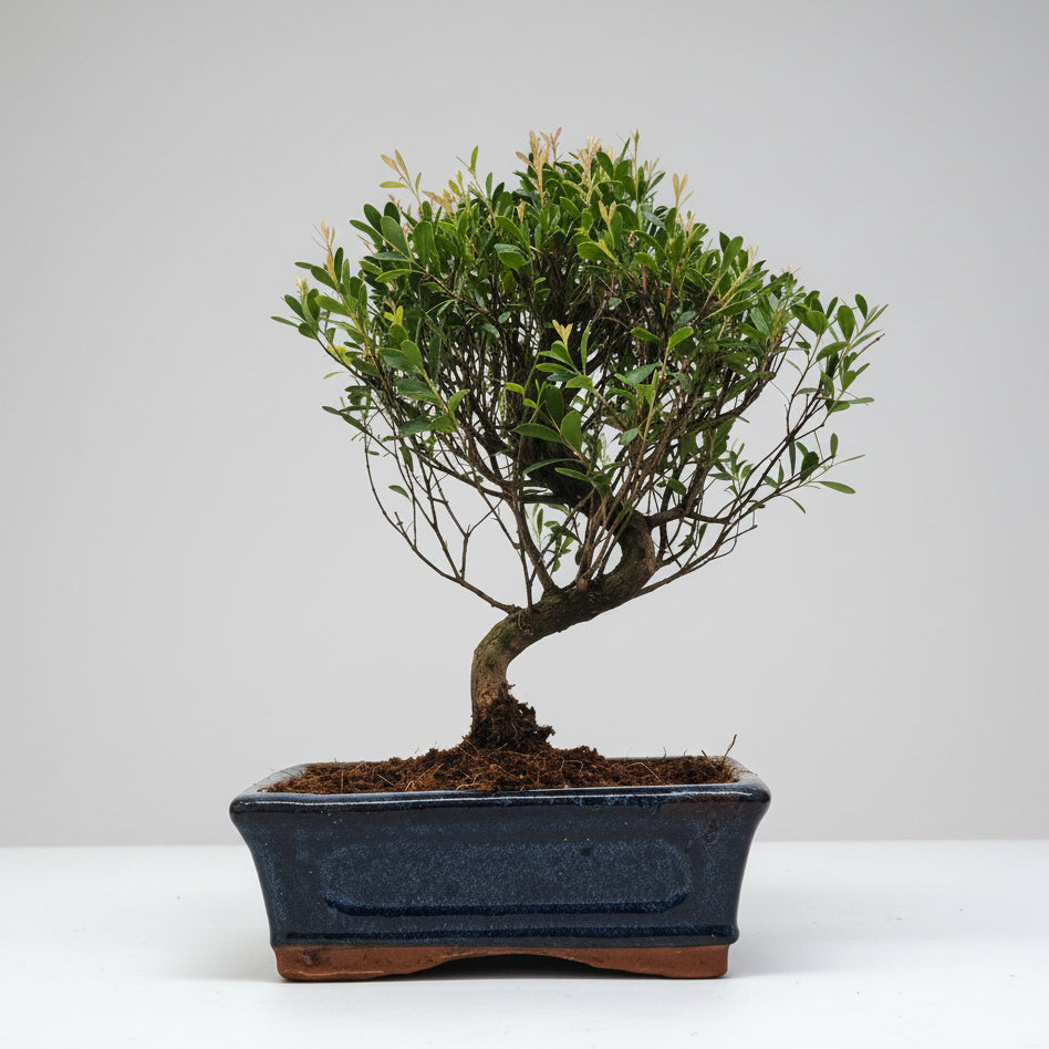 Yorkshire Bonsai Brush Cherry Bonsai Tree Pot - 15cm