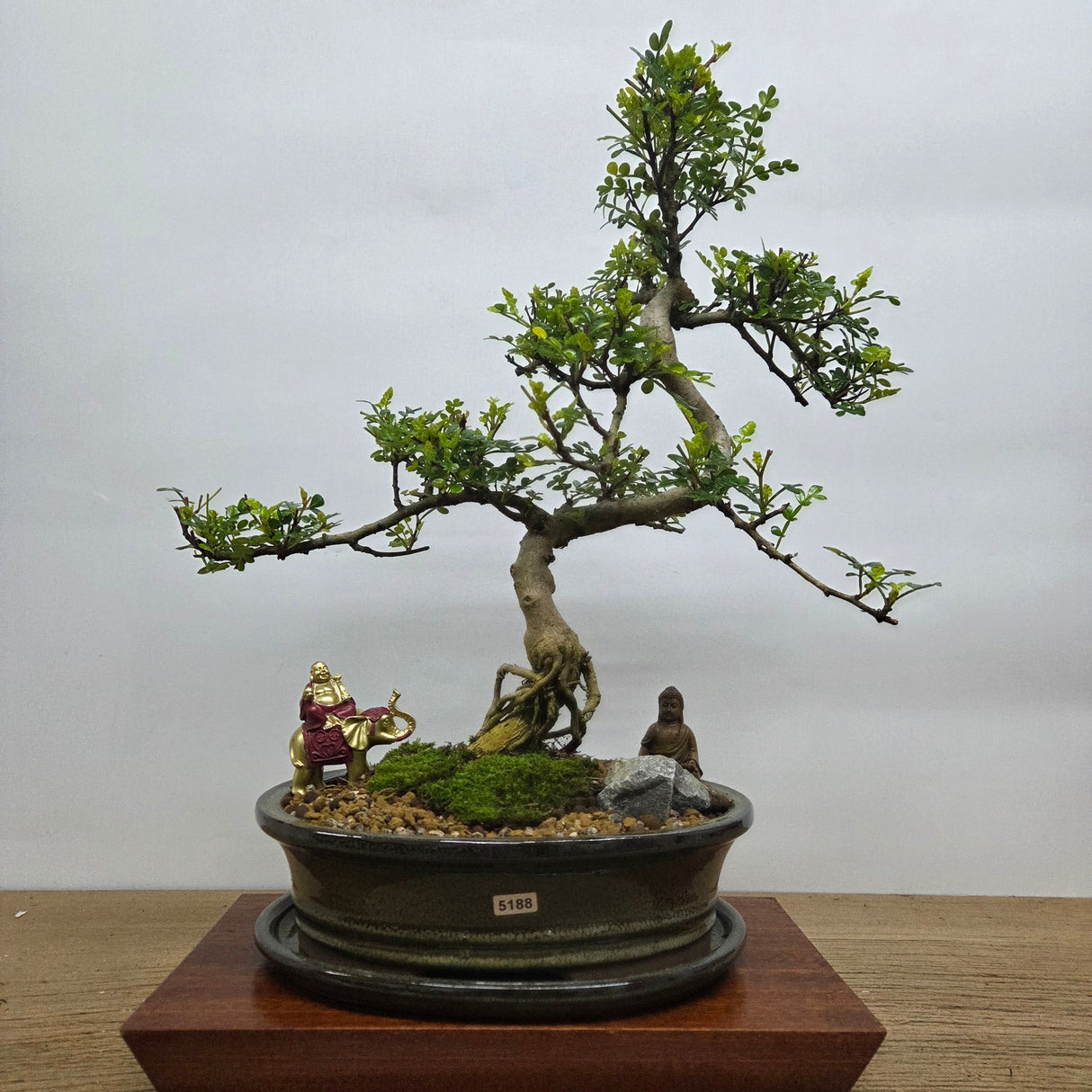 Yorkshire Bonsai Chinese Pepper Bonsai Premium Bundle in 26cm Pot