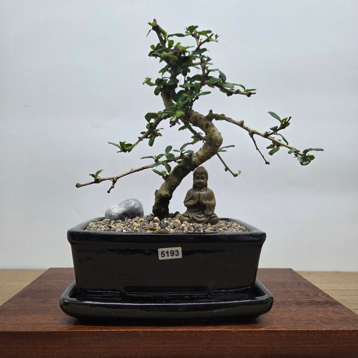 Yorkshire Bonsai Fukien Tea Tree Bonsai Pot Bundle - 18cm