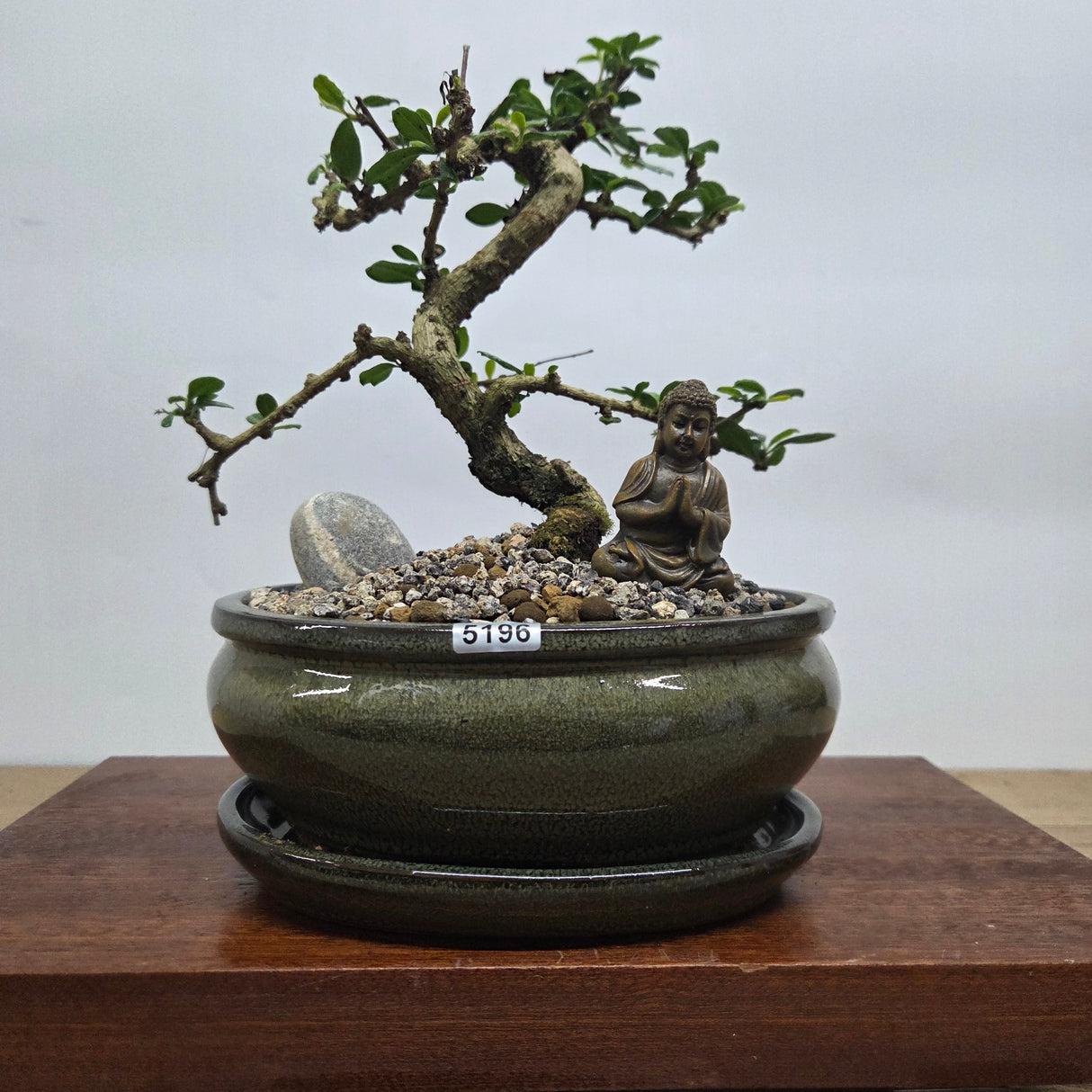 Yorkshire Bonsai Fukien Tea Carmona Retusa Premium Bonsai Bundle 18cm