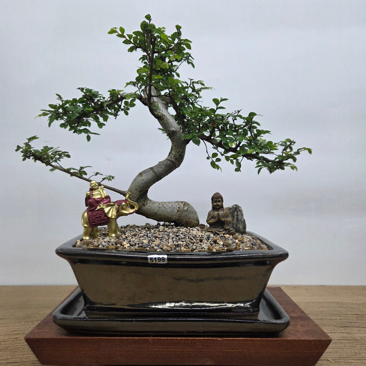 Yorkshire Bonsai Chinese Elm Bonsai Tree Bundle Pot - 26cm