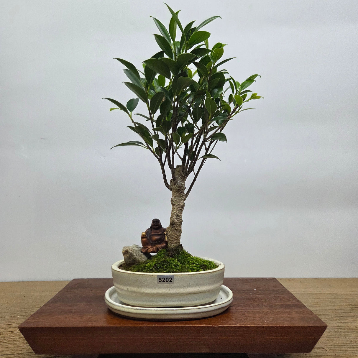Yorkshire Bonsai Ficus Microcarpa Premium Bonsai Bundle - 16cm