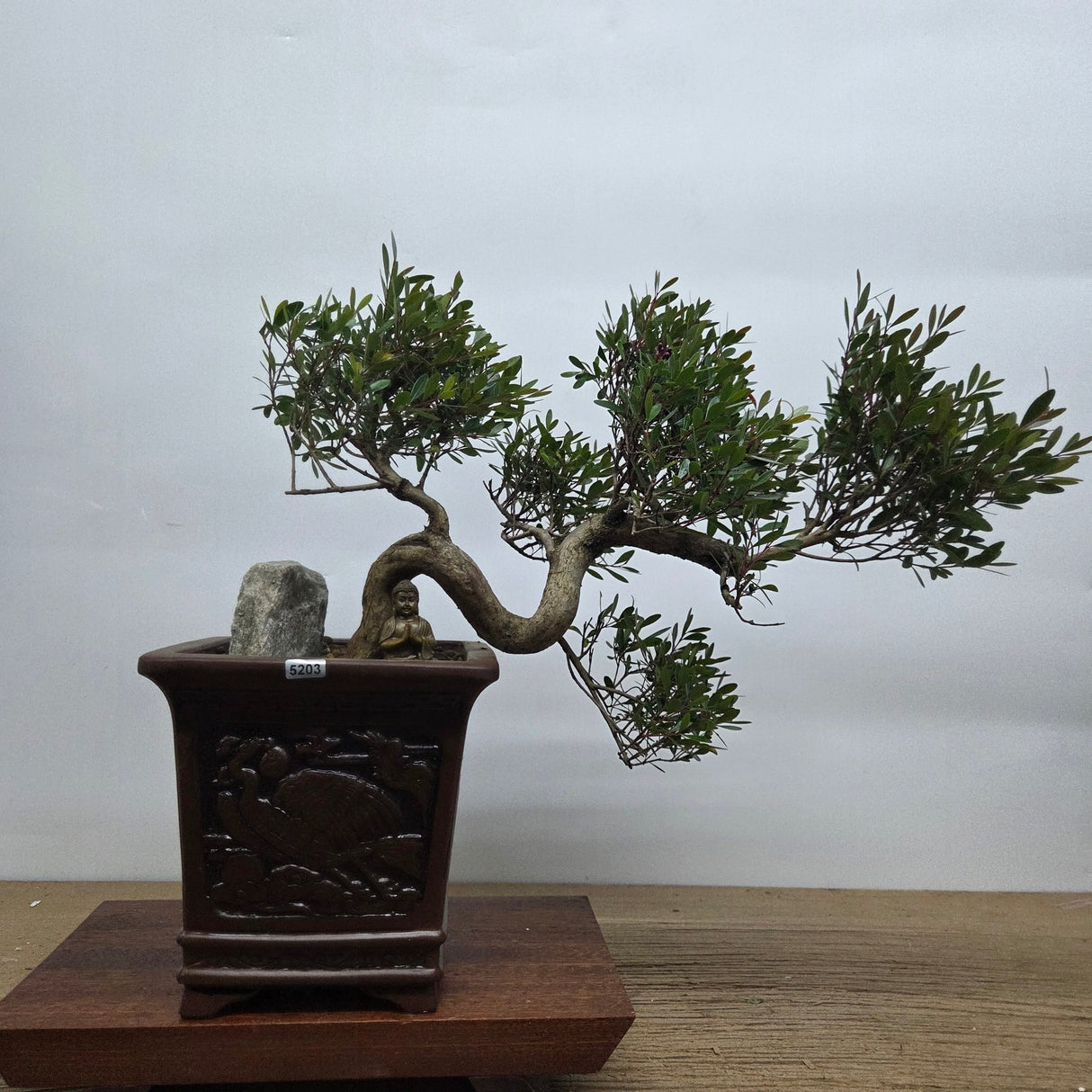 Yorkshire Bonsai Brush Cherry Cascade Bonsai - 20cm