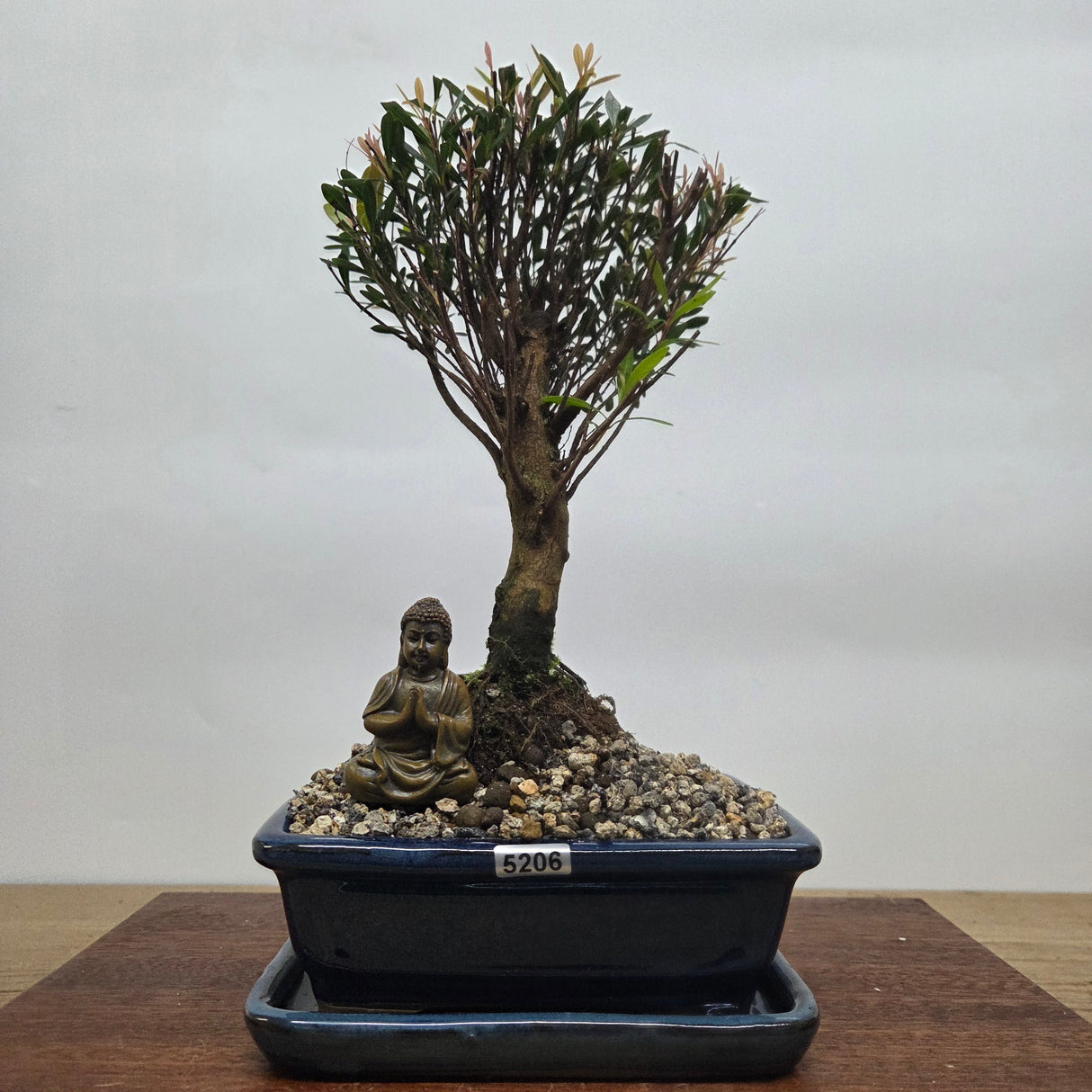 Yorkshire Bonsai Brush Cherry Bonsai Tree Bundle Broom - 16cm