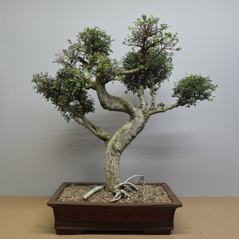 Yorkshire Bonsai Large Chinese Elm Bonsai Tree 100cm in 60cm Pot