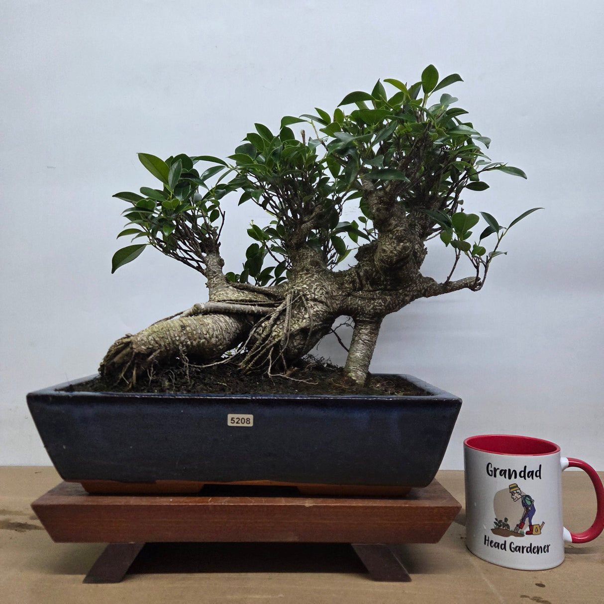 Yorkshire Bonsai Ficus Microcarpa Bonsai Tree - 35cm
