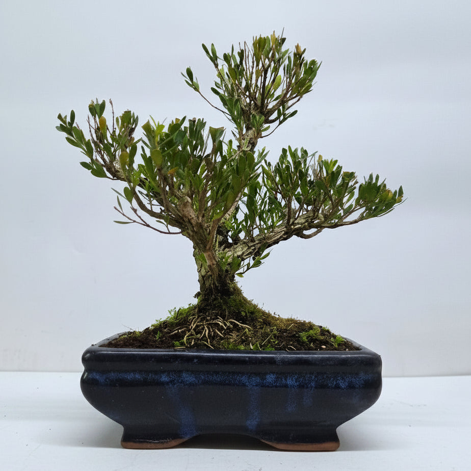 Yorkshire Bonsai Boxwood Buxus Harlandii Bonsai Tree Pot - 20cm