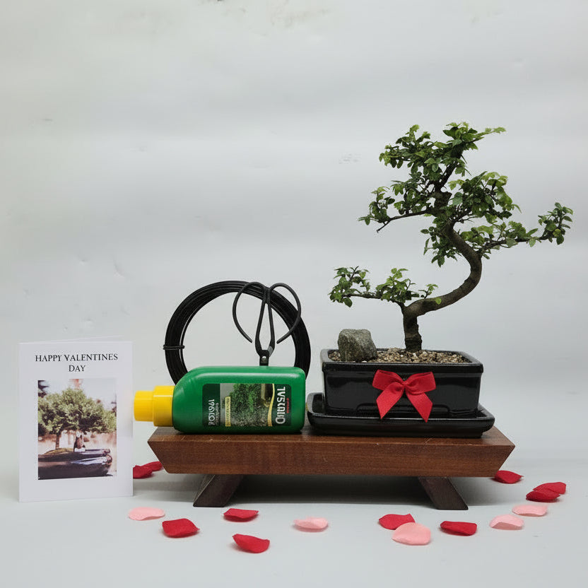 Yorkshire Bonsai Valentine’s Chinese Elm Bonsai Starter Bundle