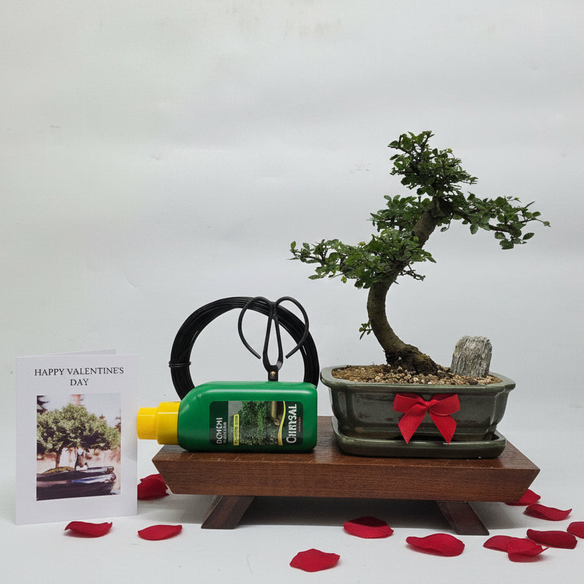 Yorkshire Bonsai Valentine’s Chinese Elm Bonsai Starter Bundle