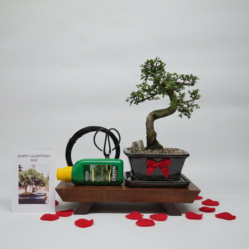 Yorkshire Bonsai Valentine’s Chinese Elm Bonsai Starter Bundle
