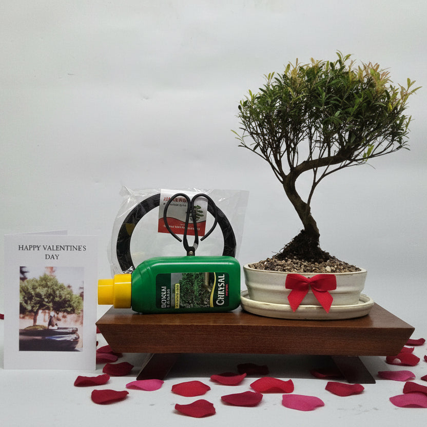 Yorkshire Bonsai Valentine’s Brush Cherry Bonsai Starter Bundle - 16cm