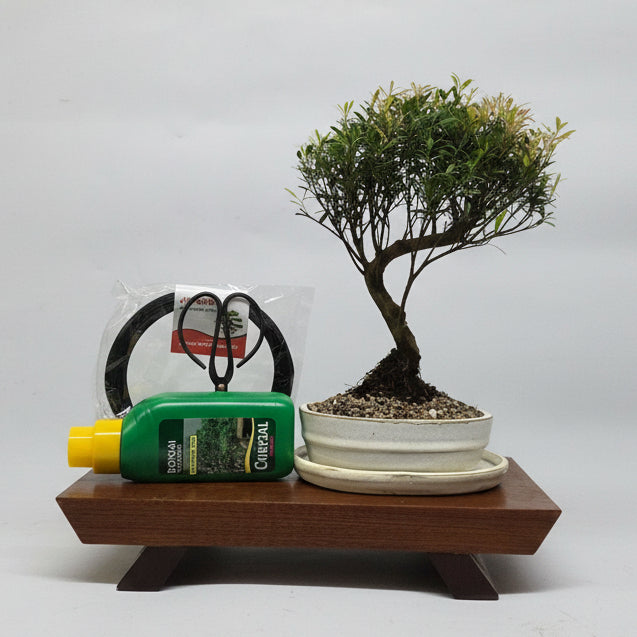 Yorkshire Bonsai Brush Cherry Bonsai Tree Bundle Pot - 16cm