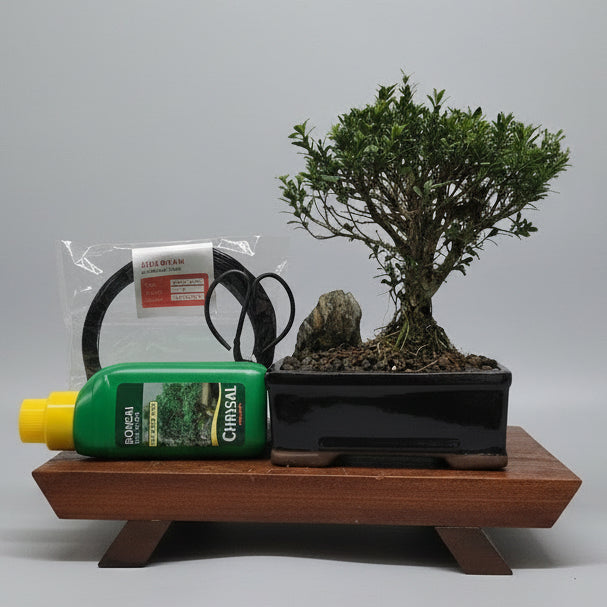 Yorkshire Bonsai Boxwood Bonsai Tree Bundle Pot Buxus - 16cm